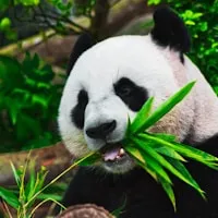 励齿